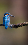 KINGFISHER no 11