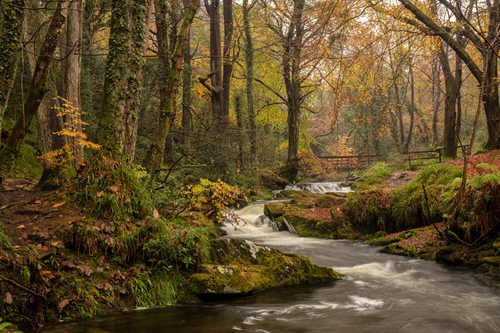 Autumn at Ballaglass Glen. Lovely soft diffused light in the rain. Never easy shooting in the rain - often feel like…
