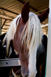 AnimalsCreatures _0013