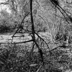 A major Fugue, Corkscrew Swamp, Florida 2005