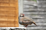 Partridge