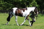SIAL4176