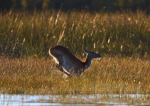 Red Lechwe