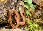 The Horseshoes