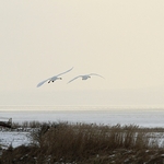 Whooper Swans