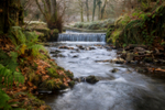 Cannop Brook