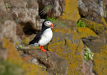 Puffin
