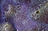 Giant Clam