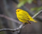 Warbler with Feather