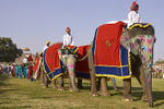 Elephant Festival