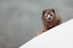 Arctic Fox (male) on slope, Hornstrandir, Iceland