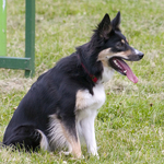 Border Collie waiting for a sign!