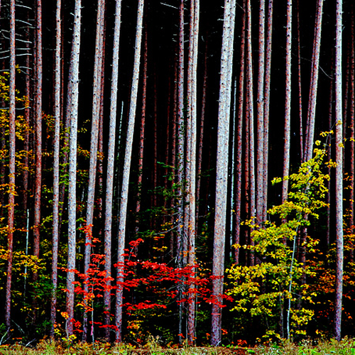 Autumn hues in New Brunswick Canada