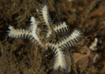 Exidmonea atlantica