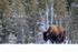 Bison standing still, tree background, Yellowstone National Park