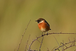 Stonechat
