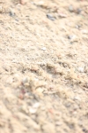 SBM_005120