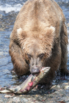 McNeil River Bears-11