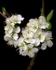 Damson Blossom (02)