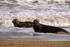 Grey Seals During The Moult