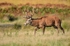 Red Deer