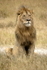 2  Lion