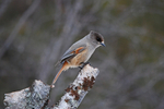 Siberian Jay