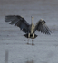 GREY HERON 5