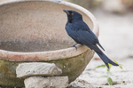 Fork Tailed Drongo.