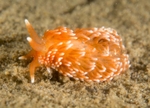 Aeolidiella sanguinea