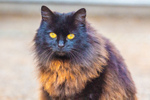 Black Cat_0285
