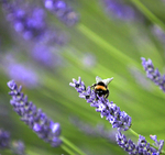 IMG_8749 - Version 4