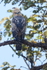 Changeable Hawk-Eagle back view, Bandhavgarh Tiger Reserve, India