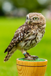 little owl  athena noctua-8828