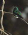 White-tailed Emerald (male), Boquete, Panama