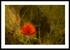Field Poppy