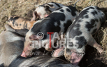 West Show_2014-25
