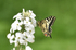 Swallowtail