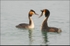 Two Great Crested Grebe