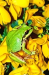 Green Tree Frog - Calif., USA