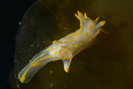 Polycera quadrilineata