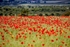 Poppy Field