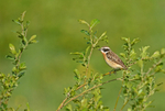 Whinchat