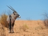 Desert Gemsbok