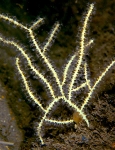 Callistephanus pallida