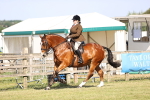 Class 87-88 - RIHS BSHA Riding Horses portfolio