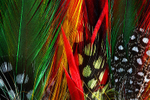 Feathers-4-3954
