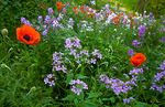 POPPIES AND PHLOX - PORT RYERSE