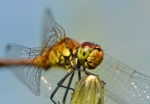 Ruddy Darter