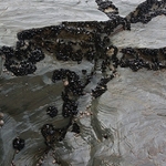 Bedruthan Mussels IMG_3587-Ver